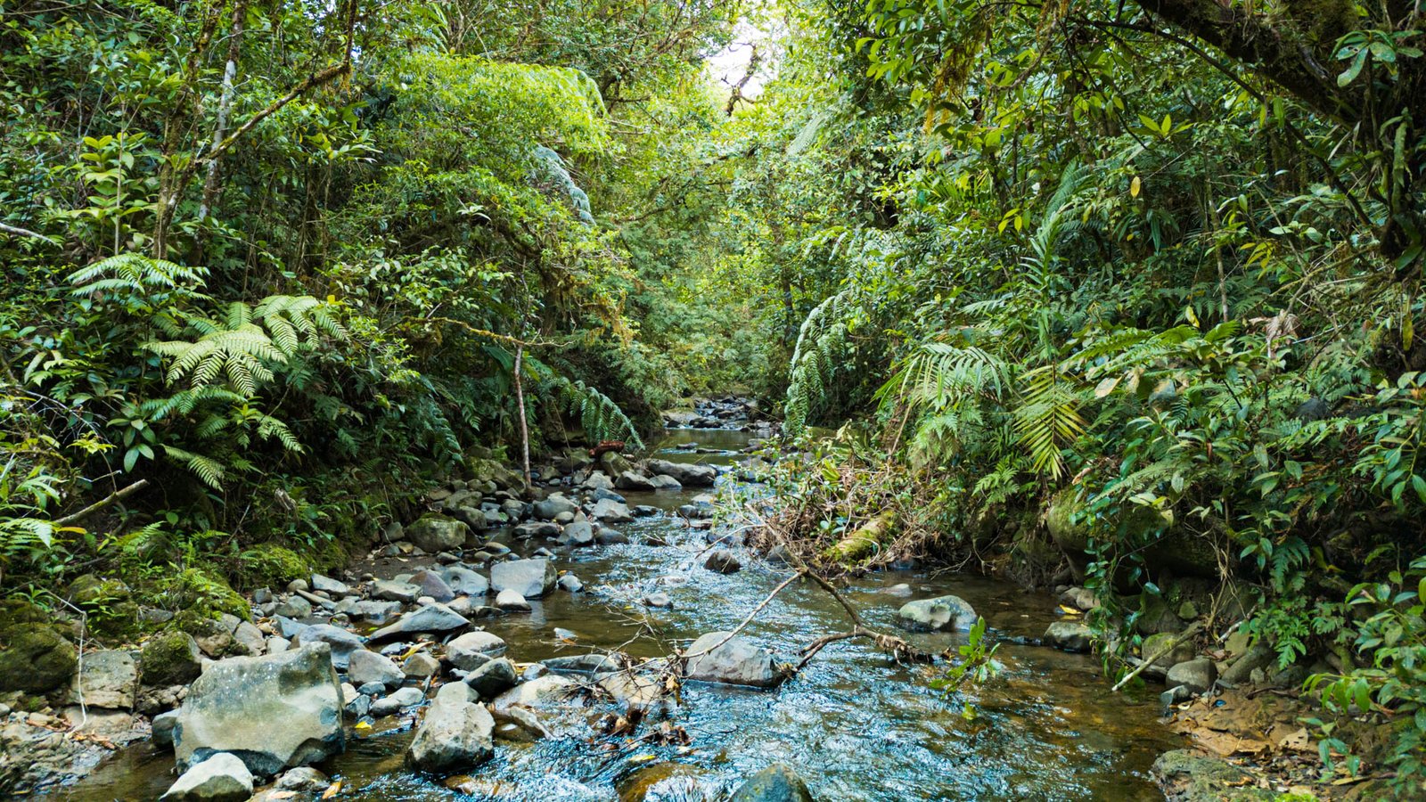 Escape to the jungle